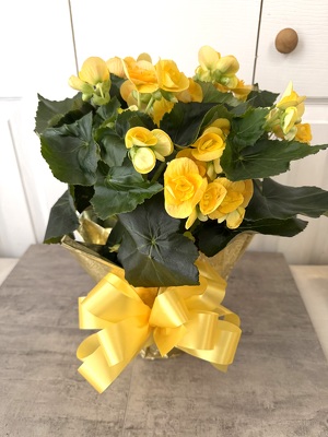 Begonia from Aladdin's Floral in Idaho Falls